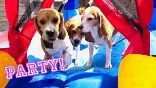 EPIC BEAGLE BOUNCE HOUSE PARTY : Barking & Howling