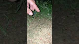 Download lagu Boing Buk Funny frog fly Catching l Catch Big Frog jumping wep wep #shorts #usa #shortsfeed #funny mp3 Download lagu Boing Buk Funny frog fly Catching l Catch Big Frog jumping wep wep #shorts #usa #shortsfeed #funny mp3