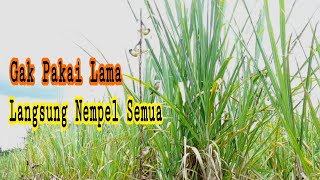 Download lagu Cara Pikat Burung Ciblek Tebu/Ciblek Sawah mp3 Download lagu Cara Pikat Burung Ciblek Tebu/Ciblek Sawah mp3