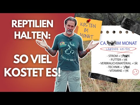 Keeping reptiles: This is how much it really costs! 😱🐍