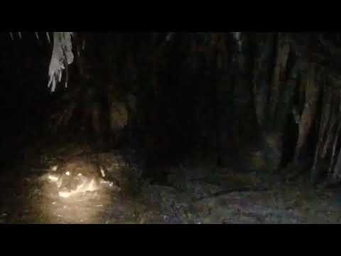 horrified !!!! big crocodile in the river