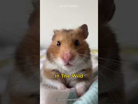 Hamsters🐹 | Tiny Cheeks, Massive Storage!