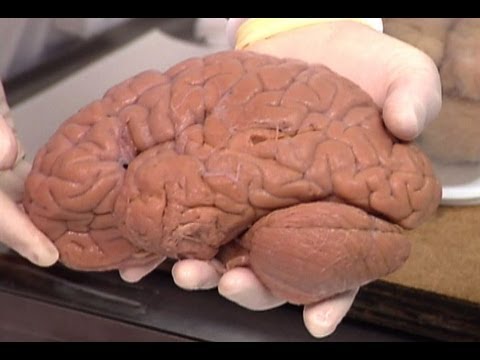 Welcome to the Brain Bank | National Geographic
