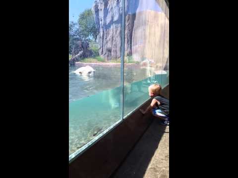 Polar bear tries to attack toddler thru glass!!