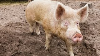 Don't Support Factory Farming: How to Raise Your Own Pigs For Meat