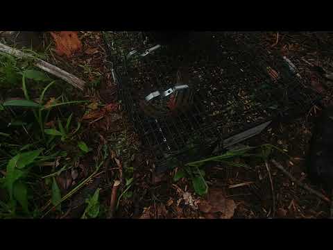 Does the Chipmunkinator Trap work?