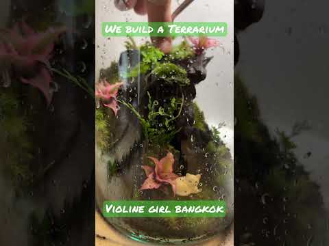 Wonderfull Violine Girl and a Living Lamps. Diy terrarium in Sure Stay Hotel in Bangkok with Violine