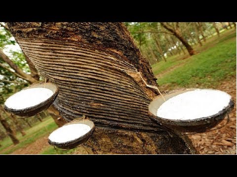 Amazing Asia Natural Rubber Farm - Rubber Harvesting and Processing