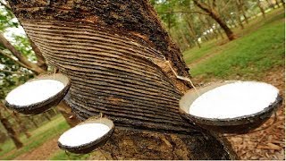Amazing Asia Natural Rubber Farm - Rubber Harvesting and Processing
