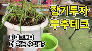 '파테크' 다음엔 '부추'로 장투하세요! (홈가드닝 부추편)│농사직방