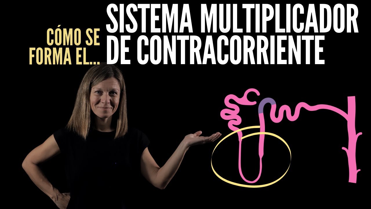 Nefrología VII: Sistema multiplicador de contracorriente