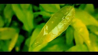 Download lagu STORY WA TERBARU 30 DETIK || VIDEO SINEMATIK PAGI HARI || LAGU VIRAL TIKTOK mp3