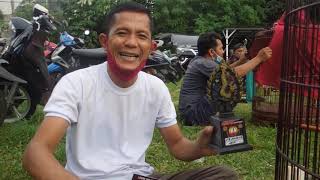 MB MUDA ROJO LANGIT TAMPIL PERDANA JUARA 1. MR. ITOK BIRD FARM Hp. 08953375319