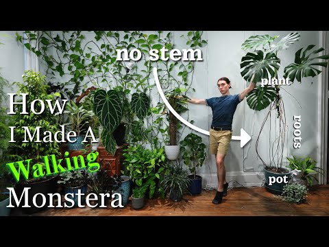 How I Made a 'Walking' Monstera Deliciosa with Aerial Roots | 4 Month Journey
