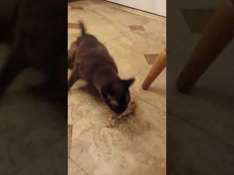 Marissa eating chicken leg