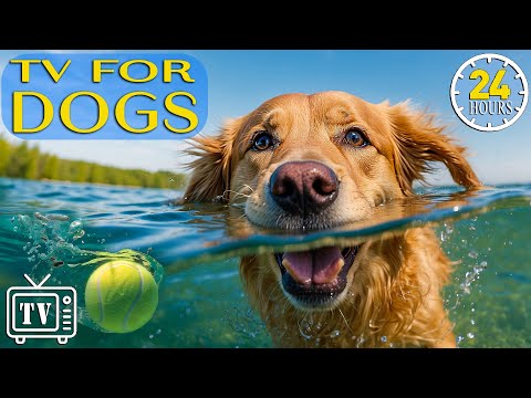 24 Hours of Fun & Dog TV: Prevent Anxiety & Boredom with Videos for Dogs + Calming Music for Dogs