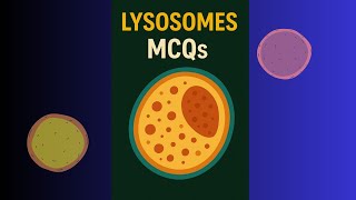 MCQs: Structure and formation of lysosomes. Lysosome, lysosome function