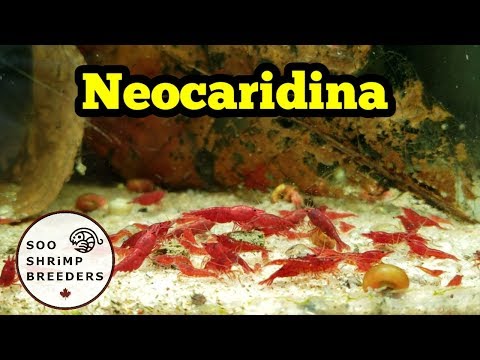 download lagu mp3 mp4 Bloody Mary Shrimp, download lagu Bloody Mary Shrimp gratis, unduh video klip Bloody Mary Shrimp