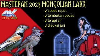 Download lagu masteran 2023 Mongolian lark || speed rapat disukai juri || mastering murai batu mp3