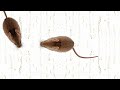 Cat Games Suddenly Being Chased By Mice Want To Try It