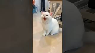 Download lagu Anak Kucing Lucu Melompat 🥰😍🐱#funny #shorts mp3 Download lagu Anak Kucing Lucu Melompat 🥰😍🐱#funny #shorts mp3