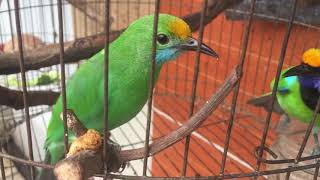 Download lagu Thanh tước trống mái nuôi chung hơn 2 mùa mp3 Download lagu Thanh tước trống mái nuôi chung hơn 2 mùa mp3