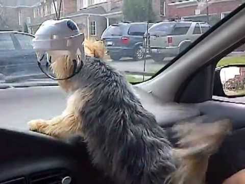 Crazy Windshield Wiper Nazi Dog