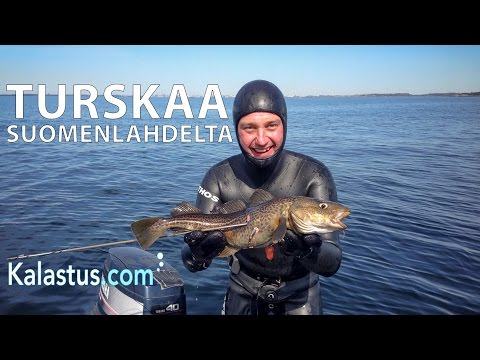 Näin sukelluskalastaja löytää turskan Suomenlahdelta