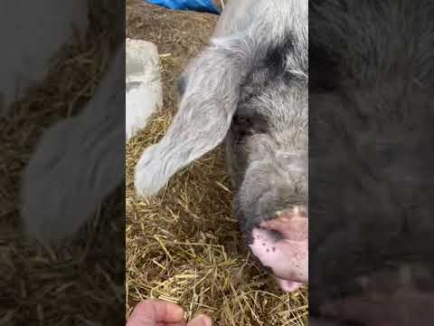 Happy chewsday from Marlene thank you to our patreons who support our animals #chewsday