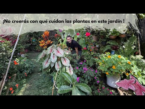 Doña Limbania's secret in her garden: her homemade insecticide with soap, vinegar, and vinegar