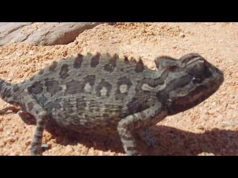 YouTube Video Z5ILZSUii7Y