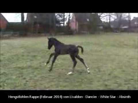 Hengstfohlen von Livaldon 2014