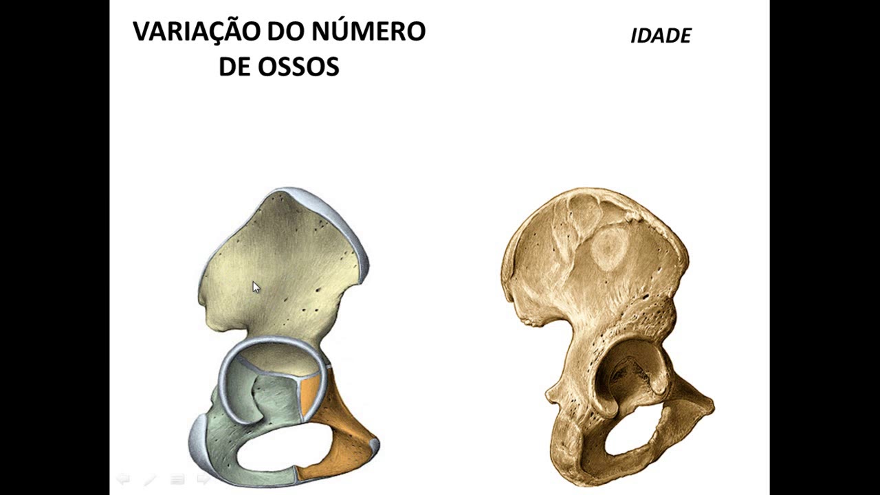 SISTEMA ESQUELÉTICO GENERALIDADES