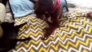 Dog&#39;s Playing Molly &amp; Raina