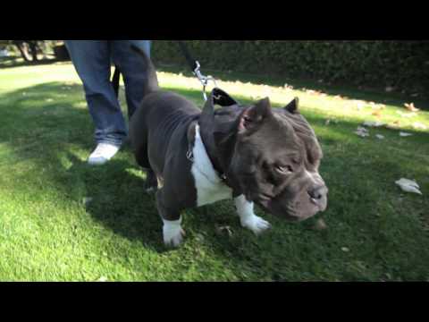 EDGEXOTIC BULLY - LITTLE SINNER