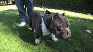 EDGEXOTIC BULLY - LITTLE SINNER