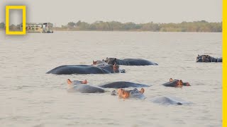 Bull Shark vs Hippo | Secrets of the Bull Shark