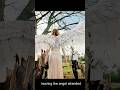 An angel wing has been stolen by humans,just a single feather #moive #weirdscience #wehavenoidea