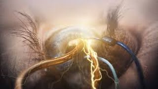 THE AGONIST - Danse Macabre (Lyrics)