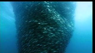 Deep Blue - Trailer