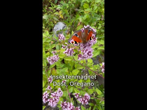 Insektenmagnet Oregano/Dost, Juli 2023