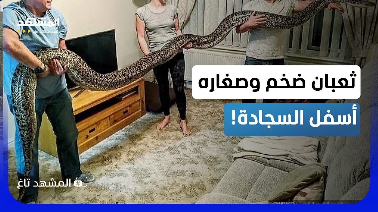 مفاجأة مرعبة تحت السجادة.. ثعبان ضخم يحمي بيضه وصغاره في وسط المنزل - المشهد ت?
