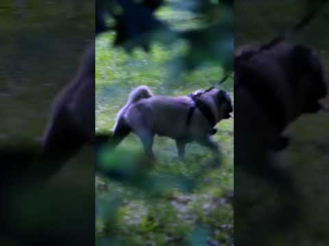 SHAPE OF YOU by Ed Sheeran ft Jacob the Pug #edsheeran #shapeofyou #pug #dog #thinkingoutloud #sheer