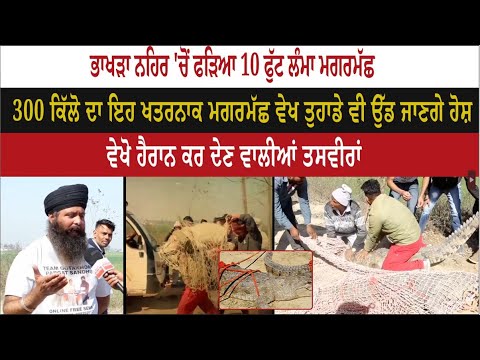 Bhakra Canal ਚੋਂ ਫੜਿਆ 10 Feet ਲੰਮਾ Crocodile, 300 KG ਦਾ ਇਹ ਖਤਰਨਾਕ Crocodile ਵੇਖ ਤੁਹਾਡੇ ਵੀ ਉੱਡ ਜਾਣਗੇ ਹੋਸ਼