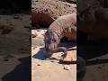 Komodo dragon Badly Eat this Long Electric eel