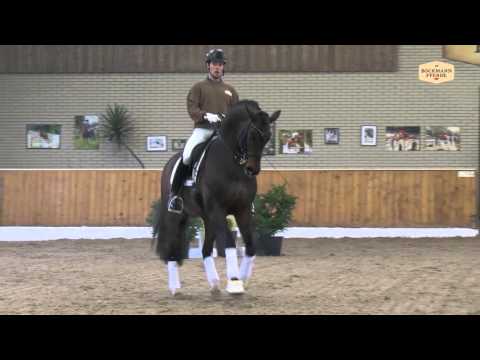 Fidertanz v. Fidermark - Ravallo / Hengstvorführung Vechta 2016 / Böckmann Pferde
