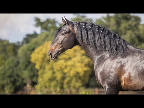 Horse for Sale |  Piro Free Lusitano Gelding with Classical Look (REF#823)