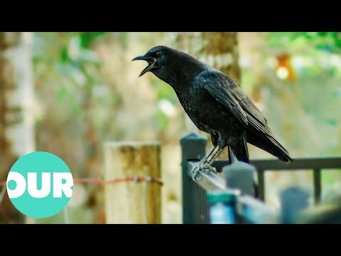 Florida Crow Exchanges Trinkets For Food At A Home | Extraordinary Animals | Our World