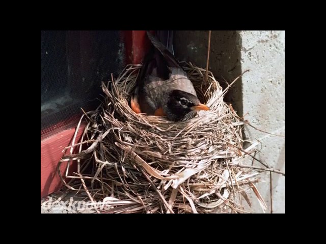 The Bugman Pest Control Services