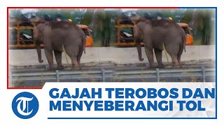 Viral Video Gajah Berjalan Menyeberang Tol Pekanbaru-Dumai, Jebol Tembok Beton 2,4 Meter